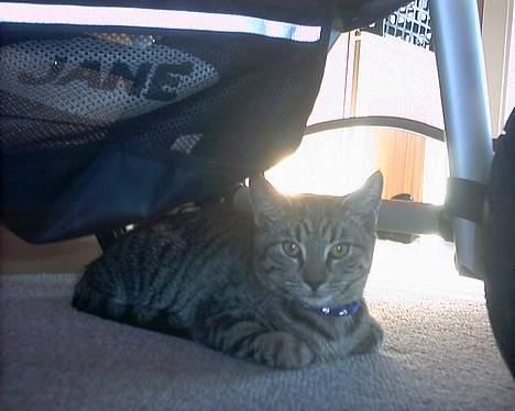 Huskat tyson billede 2