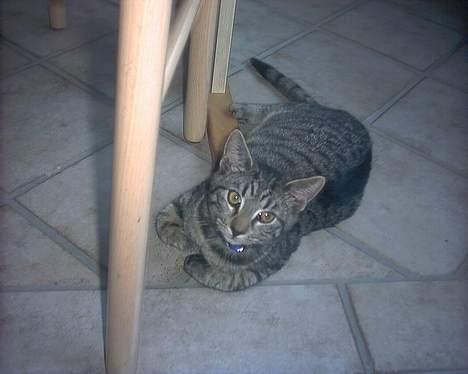 Huskat tyson billede 3