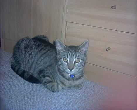 Huskat tyson billede 4