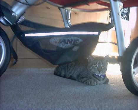 Huskat tyson billede 5