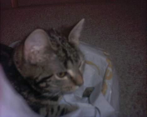 Blanding af racer bette mis *død* - her er jeg også 4 mdr billede 6