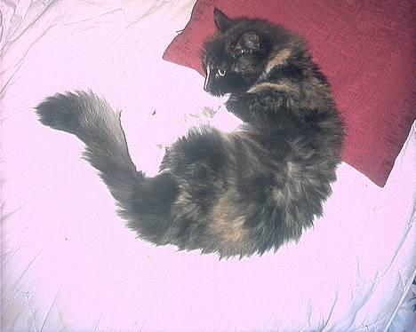 Norsk Skovkat Ronja *død* billede 8