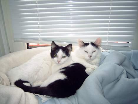 Norsk Skovkat Malle billede 10