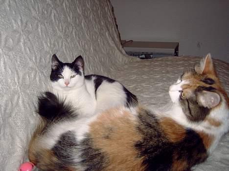 Huskat My billede 11