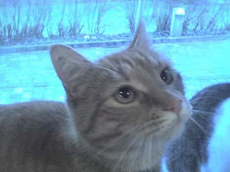 Huskat Alfred - Miav! billede 1