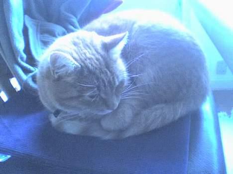 Huskat Alfred - ZzZzZzZz .. billede 2