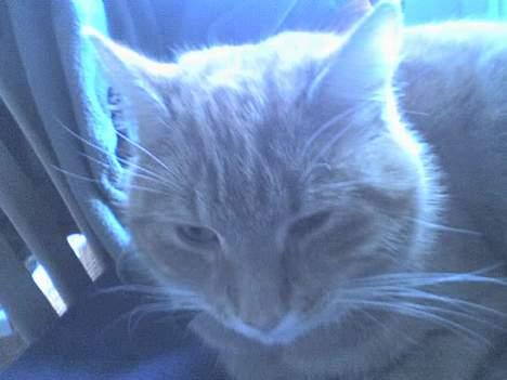 Huskat Alfred - Lidt træt :s billede 3