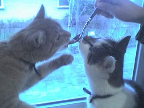 Huskat Alfred - Gi´ mig! billede 4