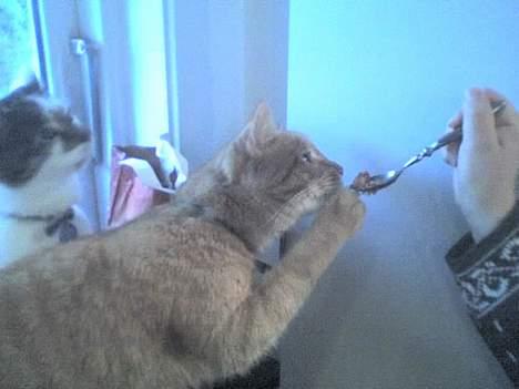 Huskat Alfred - Guffe! billede 5