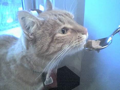 Huskat Alfred - Smaske smaske! billede 6