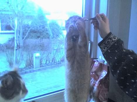 Huskat Alfred - Cirkus-kat :P billede 7