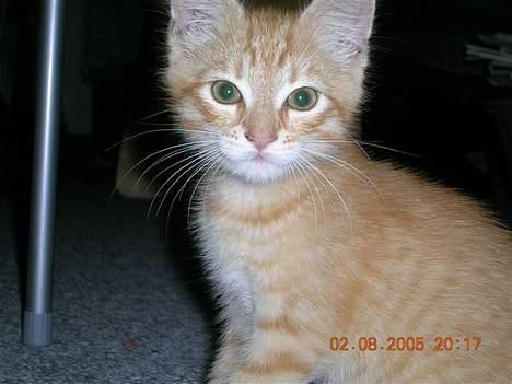 Huskat Alfred - Baby-Alfred :) billede 8