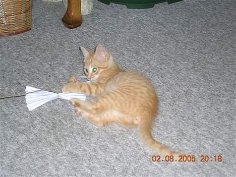 Huskat Alfred - Alfred som killing :D billede 9