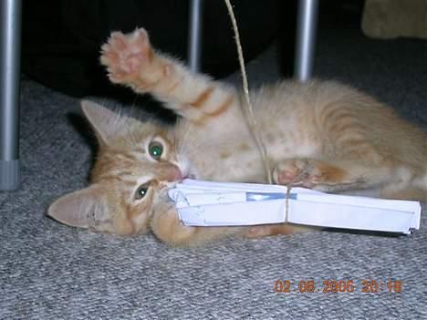 Huskat Alfred - Farlig kattekilling :D SÅ nuttet! billede 10