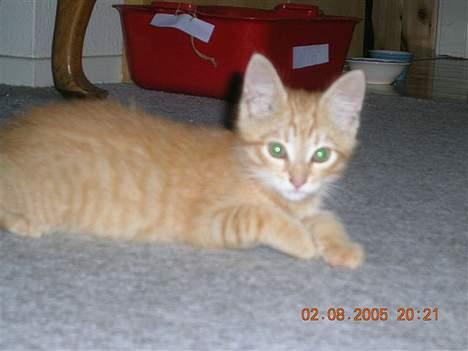 Huskat Alfred - Nøøj! billede 11