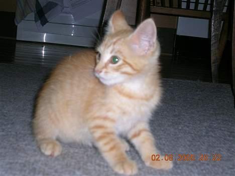 Huskat Alfred - Lidt forskrækket ? billede 12