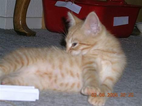 Huskat Alfred - Klør sig .. billede 13