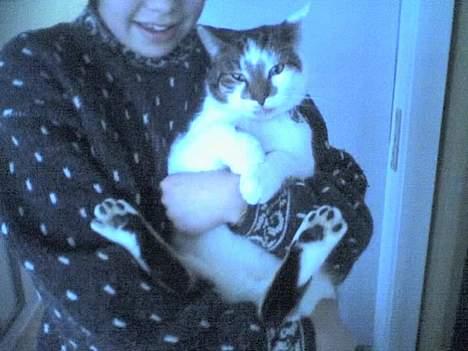 Huskat Ludvig - Kaniin! billede 1