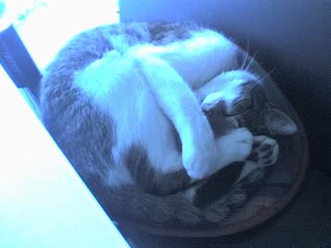 Huskat Ludvig - Lidt morgensur :P billede 2