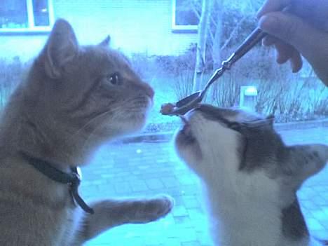 Huskat Ludvig - Nuurh! billede 4