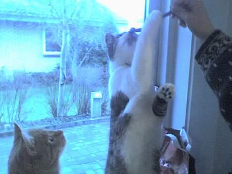 Huskat Ludvig - Gi´ mig! billede 5