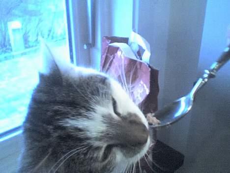 Huskat Ludvig - Flotte misser! billede 6