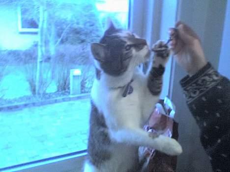 Huskat Ludvig - Sulten, som altid :P billede 7