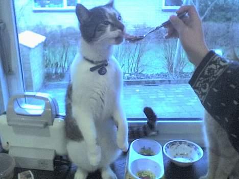 Huskat Ludvig - Cirkus-kat :) billede 8