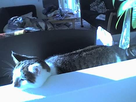 Huskat Ludvig - Gaaab! billede 9