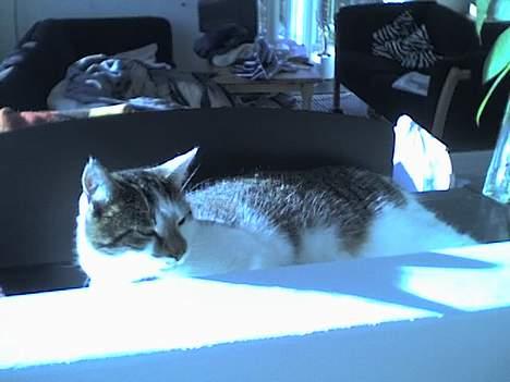 Huskat Ludvig - Soler sig lidt :D billede 10