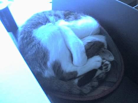 Huskat Ludvig - Pølse-misser! billede 11