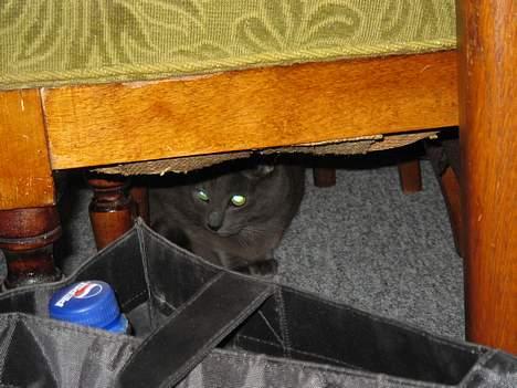 Blanding af racer Herkules (R.I.P) billede 2