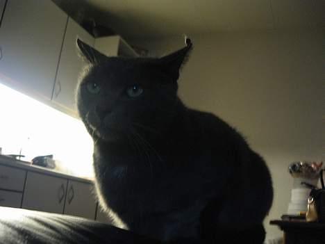 Blanding af racer Herkules (R.I.P) billede 3