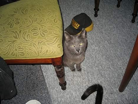 Blanding af racer Herkules (R.I.P) billede 4