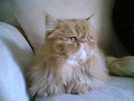 Perser Bailey billede 6