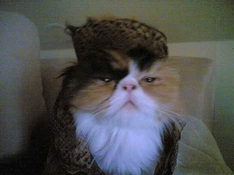 Perser kira billede 4