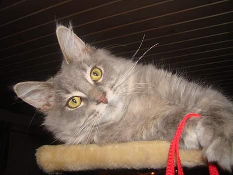 Maine Coon Buster billede 7