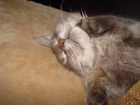 Maine Coon Buster - En lille lur har vi alle brug for billede 8