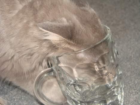 Maine Coon Buster - Sådan drikker Buster.. :-) Han er syg med glas.... billede 9