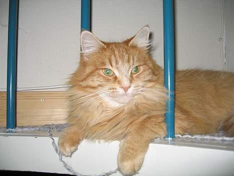 Blanding af racer MCO/Huskat  Emma billede 10