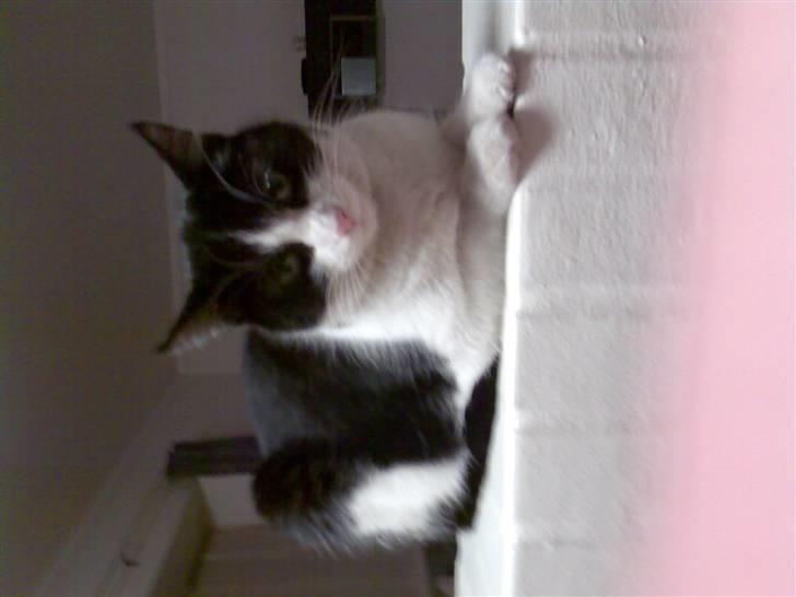 Huskat zindi - Jeg er lækker... billede 7