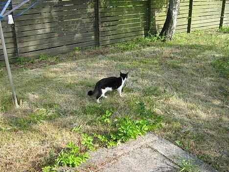 Huskat zindi - Ahhhh - skøøøønt min egen store have...  billede 8