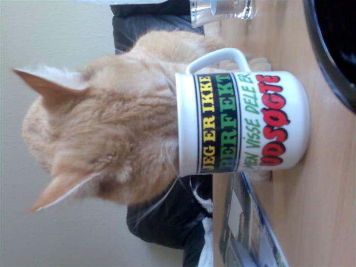 Huskat Zimba - Må jo selv tag mælk når min mor ike vil giv mig :-) billede 7