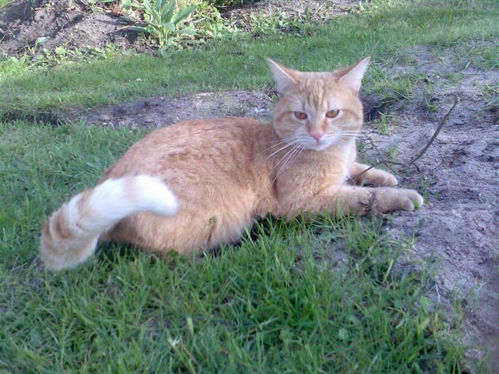 Huskat Zimba - Nyder vor have billede 8