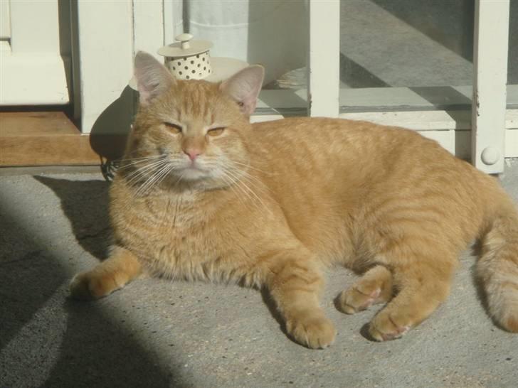 Huskat Zimba - Se liiiige hvor lækker jeg er.... billede 9