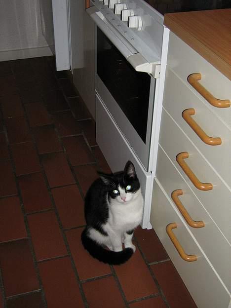 Huskat zindi - Moaaaar er der snart mad...  billede 9