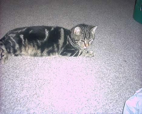 Blanding af racer bette mis *død* billede 8