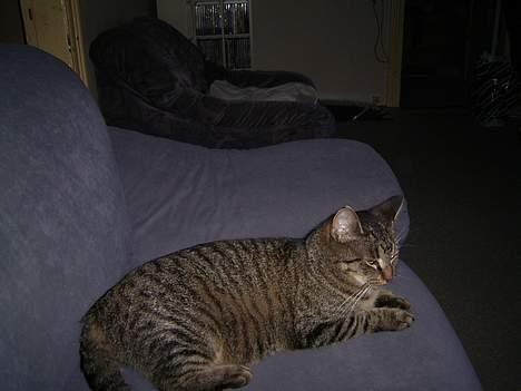 Huskat Bandit - Det er hårdt at være kat, tror jeg vil slappe lidt af...  billede 12