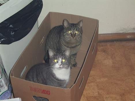 Huskat Bandit - Øv øv, mor fandt os..  billede 13