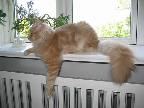 Maine Coon Albert billede 1